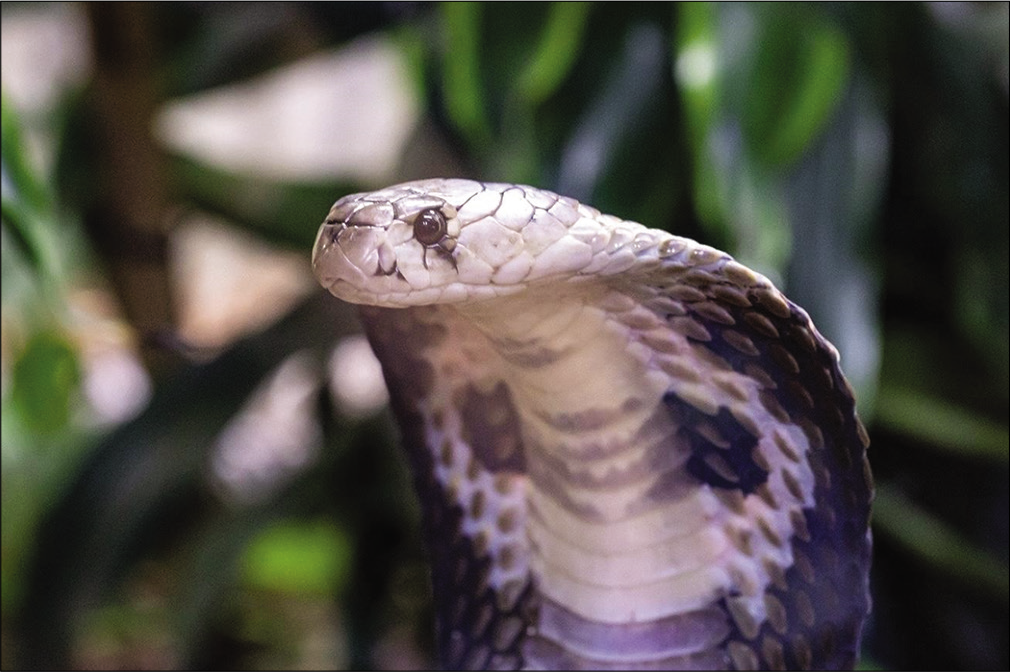 Indian cobra. Huge nostrils, black eyes with rounded pupil, and a spectacle symbol is evident on stretching its hood.