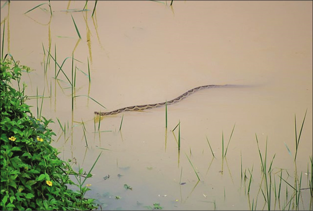 Russell viper. Even scaled, slightly wide head than its neck with black eyes.