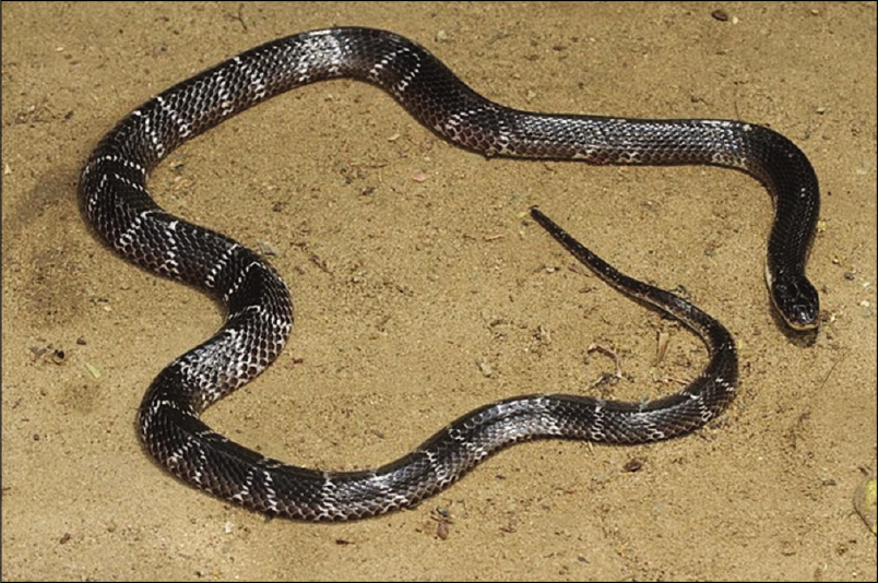 Common krait. Coarse scaled snake with big eyes, a broader head than the neck, and a thick body.