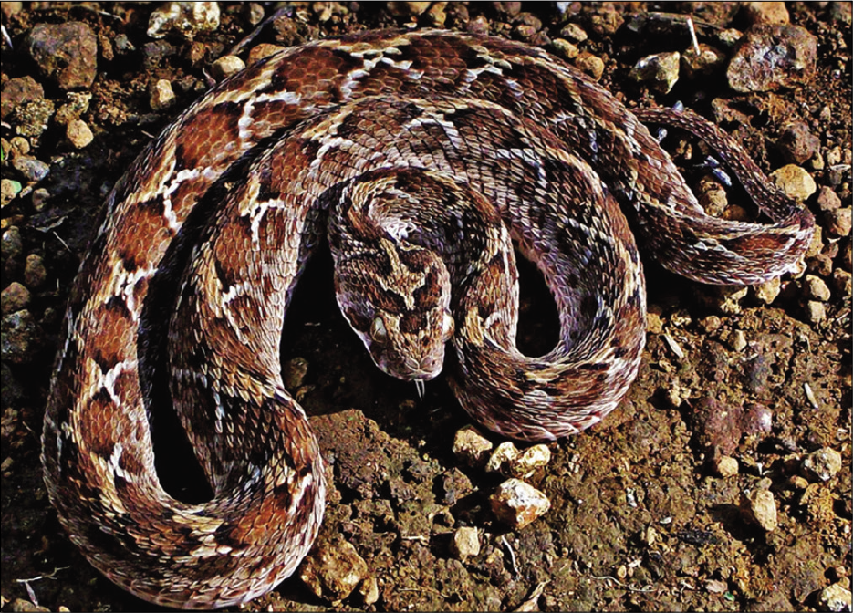 Saw-scaled viper. Trilateral head, which is extensive than its neck.