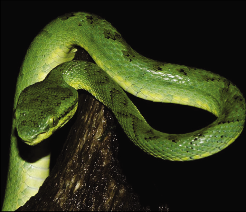 Indian green pit viper.