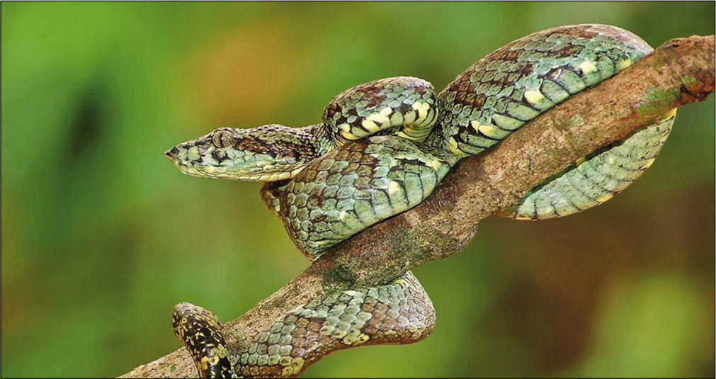 The Malabar pit viper. Slim green body and arrow-like head.