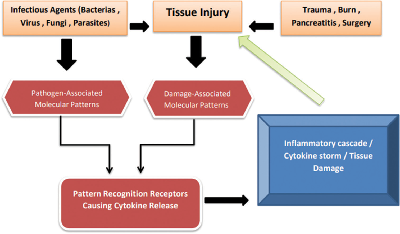 Showing pathophysiology of sepsis and inflammatory cascade.